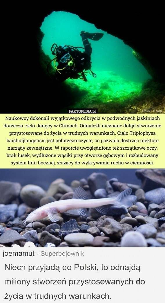 Odkrycia: Przystosowanie do trudnych warunków. MEM-y VI.